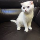 Safkan Scottish Fold