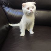 Safkan Scottish Fold