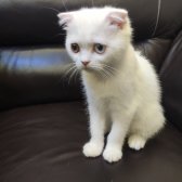 Safkan Scottish Fold