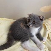 Tatlı Mı Tatlı 2,5 Aylık Scottish Fold Kedimize Ev Sahibi Arıyoruz