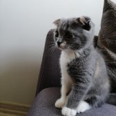 Tatlı Mı Tatlı 2,5 Aylık Scottish Fold Kedimize Ev Sahibi Arıyoruz