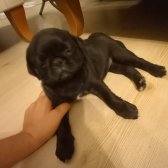 2 Aylık Orijinal Pug Yavruları