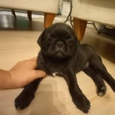 2 Aylık Orijinal Pug Yavruları