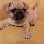 2 Aylık Orijinal Pug Yavruları