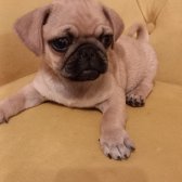 2 Aylık Orijinal Pug Yavruları