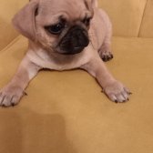 2 Aylık Orijinal Pug Yavruları