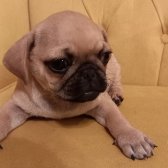 2 Aylık Orijinal Pug Yavruları