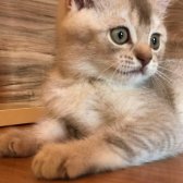 British Shorthair 2 Aylık Yavrular