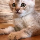 British Shorthair 2 Aylık Yavrular