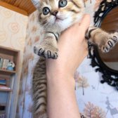 British Shorthair 2 Aylık Yavrular