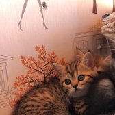 British Shorthair 2 Aylık Yavrular