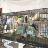 Uyguna Ev Üretimi Muhabbet Kuşları