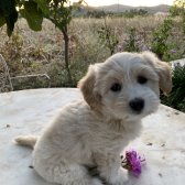 Maltese Terrier
