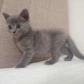 2 Aylık British Shorthair Erkek Kedi