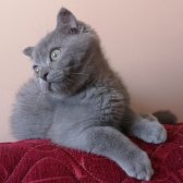 Scottish Fold Yavrumuz