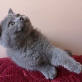 Scottish Fold Yavrumuz