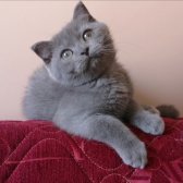 Scottish Fold Yavrumuz