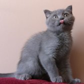 Scottish Fold Yavrumuz