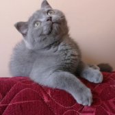 Scottish Fold Yavrumuz