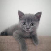 2 Aylık British Shorthair Erkek Kedi