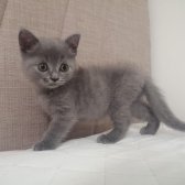 2 Aylık British Shorthair Erkek Kedi