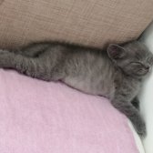 2 Aylık British Shorthair Erkek Kedi