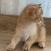 Golden British Shorthair & Scottish Fold Yavrularımız