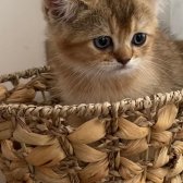 Golden British Shorthair & Scottish Fold Yavrularımız