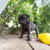 Siyah Pug Yavrulari