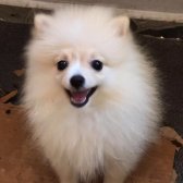 Dişi Pomeranian Spitz
