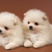 Dişi Pomeranian Spitz