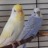 Mavi Beyaz Muhabbet Kuşu Ve Cremio Muhabbet Kuşu