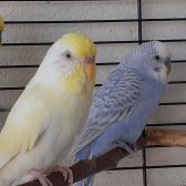 Mavi Beyaz Muhabbet Kuşu Ve Cremio Muhabbet Kuşu