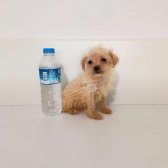 Mini Boy Erkek Maltipoo Bebekler