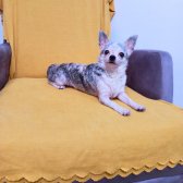Yetişkin Dişi Şivava Chihuahua