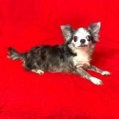 Yetişkin Dişi Şivava Chihuahua