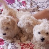 Evinizin Neşesi Terrier Maltese Kızınız Yeni Yuvasını Arıyor