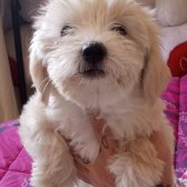 Evinizin Neşesi Terrier Maltese Kızınız Yeni Yuvasını Arıyor