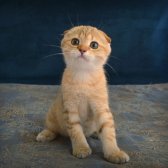 Yeşil Gözlü Golden Tabby Şık Bebiş