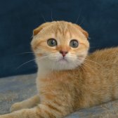 Yeşil Gözlü Golden Tabby Şık Bebiş