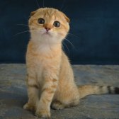 Yeşil Gözlü Golden Tabby Şık Bebiş