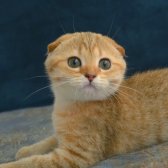 Yeşil Gözlü Golden Tabby Şık Bebiş