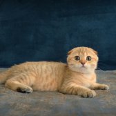 Yeşil Gözlü Golden Tabby Şık Bebiş