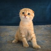 Yeşil Gözlü Golden Tabby Şık Bebiş