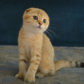 Yeşil Gözlü Golden Tabby Şık Bebiş