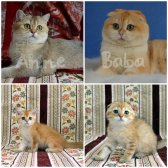 Yeşil Gözlü Golden Tabby Şık Bebiş