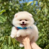 Pomeranian Boo Teddy Bear