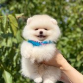 Pomeranian Boo Teddy Bear