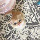 Scottish Fold Golden Tabby - İzmit