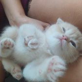 Scottish Fold Golden Tabby - İzmit